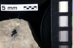 Foto (Detailansicht) von Decapoda indet. (NHMW-GEO-1990-0041-0147)